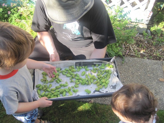 Hops Helpers