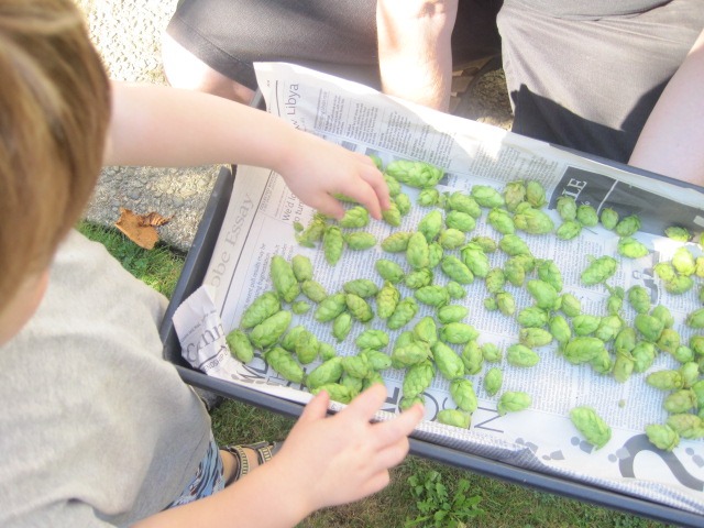 Hops Helpers