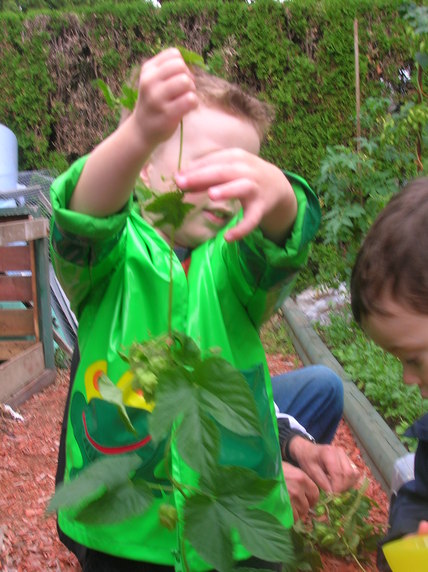 Hops Harvest 2010