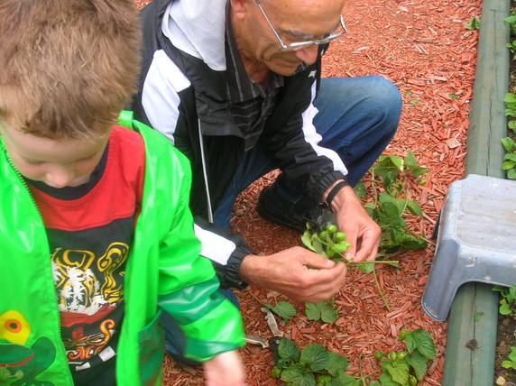 Hops Harvest 2010