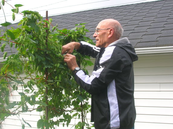 Hops Harvest 2010