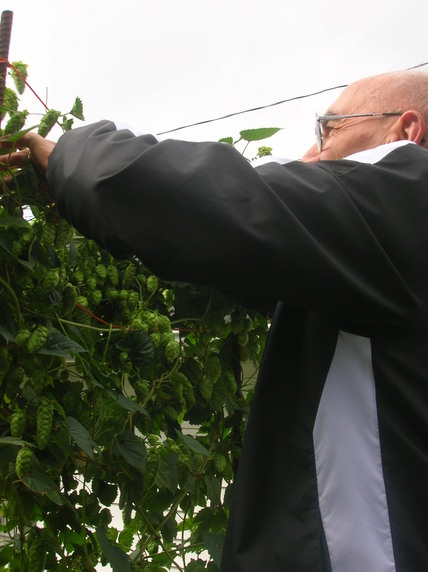 Hops Harvest 2010