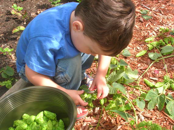 Hops Harvest 2010