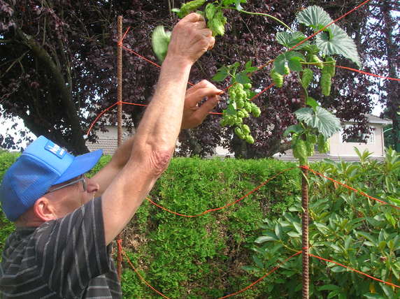 Hops Harvest 2010