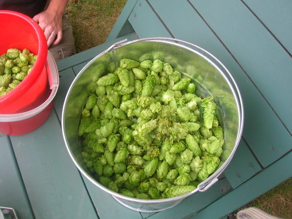 Hops Harvest 2010