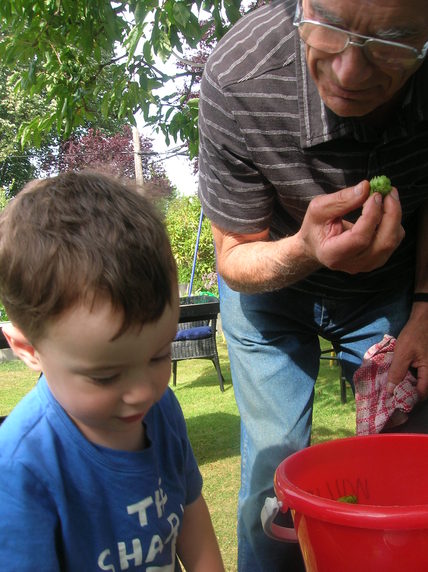 Hops Harvest 2010