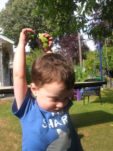 Hops Harvest 2010